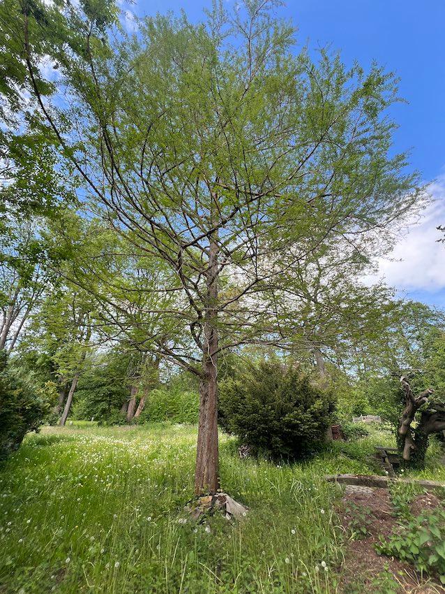 Grundst�ck in ruhiger Lage von Darlingerode mit reichlich Platz zum entspannen